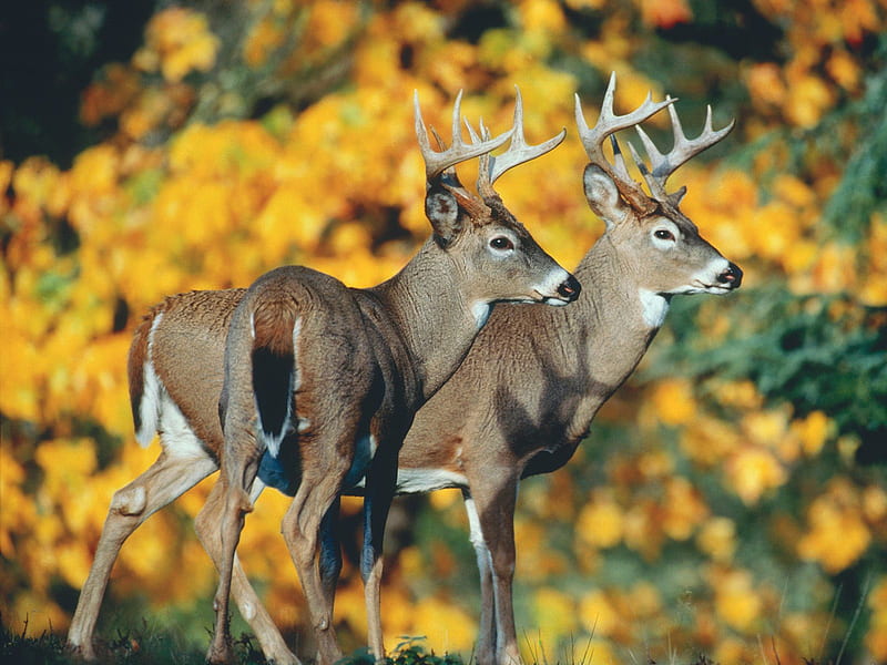 White Tail Deer, forest, bucks, flowers, nature, animals, deer, HD wallpaper