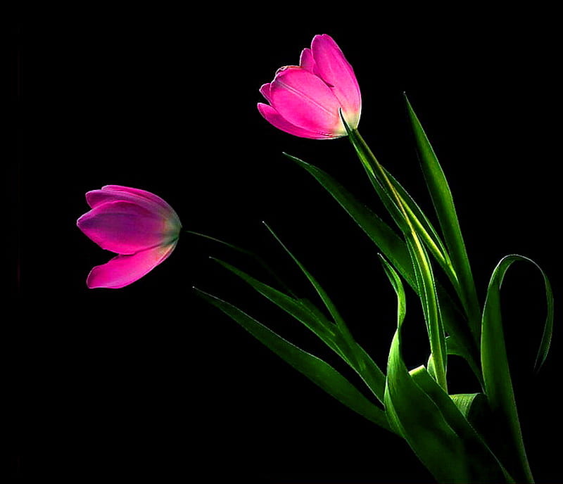 Summer prelude, two, black background, green stems, tulips, pink, light, HD wallpaper