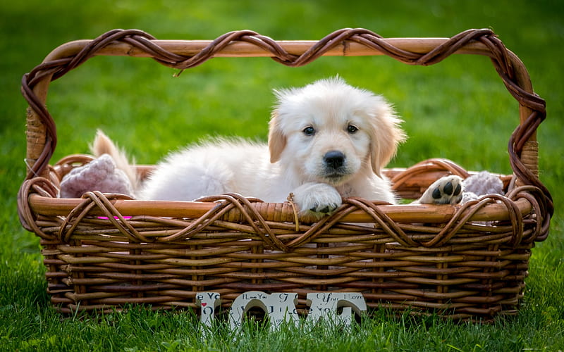 Labrador, little fluffy dog, retriever, puppy, basket, green grass, cute animals, HD wallpaper