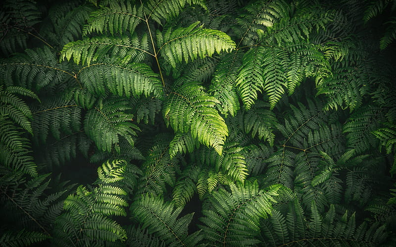 ferns leaves texture, green leaves texture, background with leaves, environment, HD wallpaper