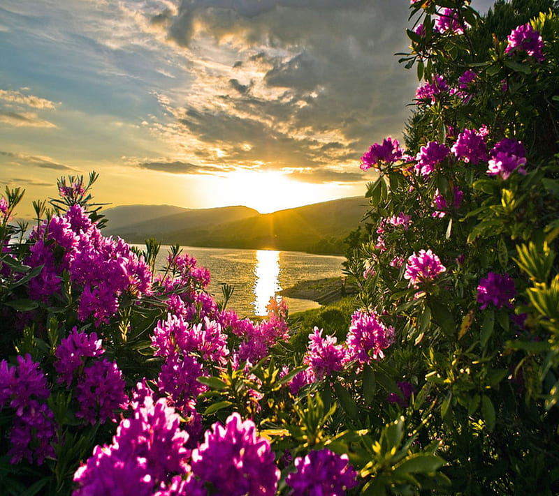 Beautiful Sunrise, clouds, field, flower, glow, natural, nature, sky, sun, HD wallpaper