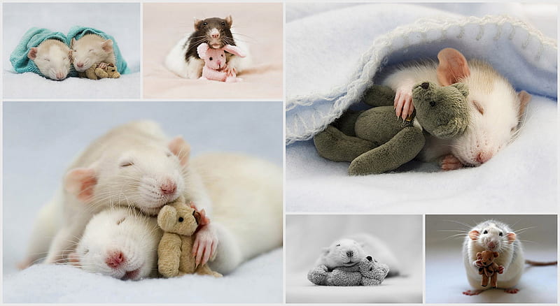 :), cute, mouse, rat, toy, collage, rodent, animal, diane ozdamar, HD wallpaper
