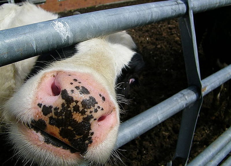 Heeelllooo, farm, nose, snout, cow, levi, HD wallpaper
