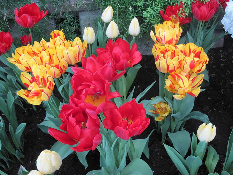 Spring symbol of rebirth 10, Red, orange, yellow, Tulips, graphy, green ...