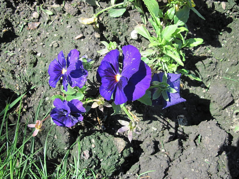 A sunny day at Edmonton garden 15, graphy, purple, green, brown, Flowers, soil, HD wallpaper