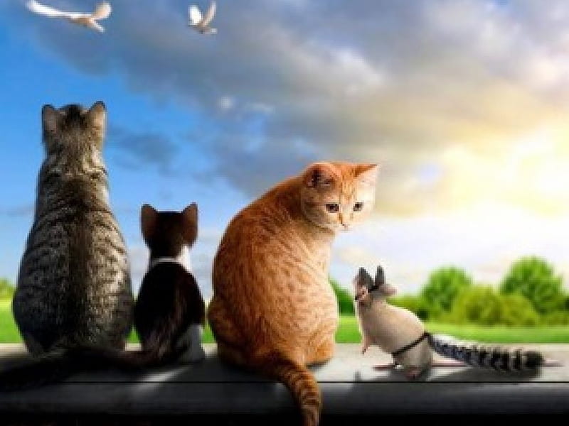Guys, can I join you ?, birds, rat, three, sitting, cat, watching, wall, HD wallpaper
