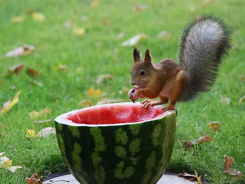 PARTY FOR ONE, fruit, rodents, food, grass, squirrels, watermelon, gardens, cuties, HD wallpaper