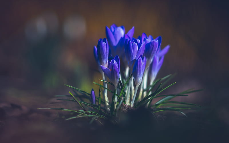 Crocuses, forest flowers, purple spring flowers, forest, blur, HD wallpaper