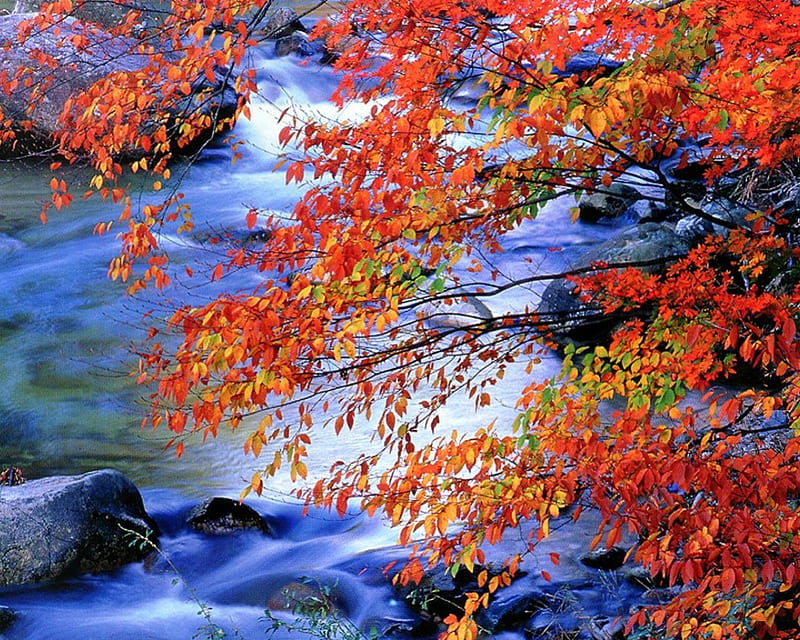 Autumn red stream rocks fall orange leaf fire tree leaves