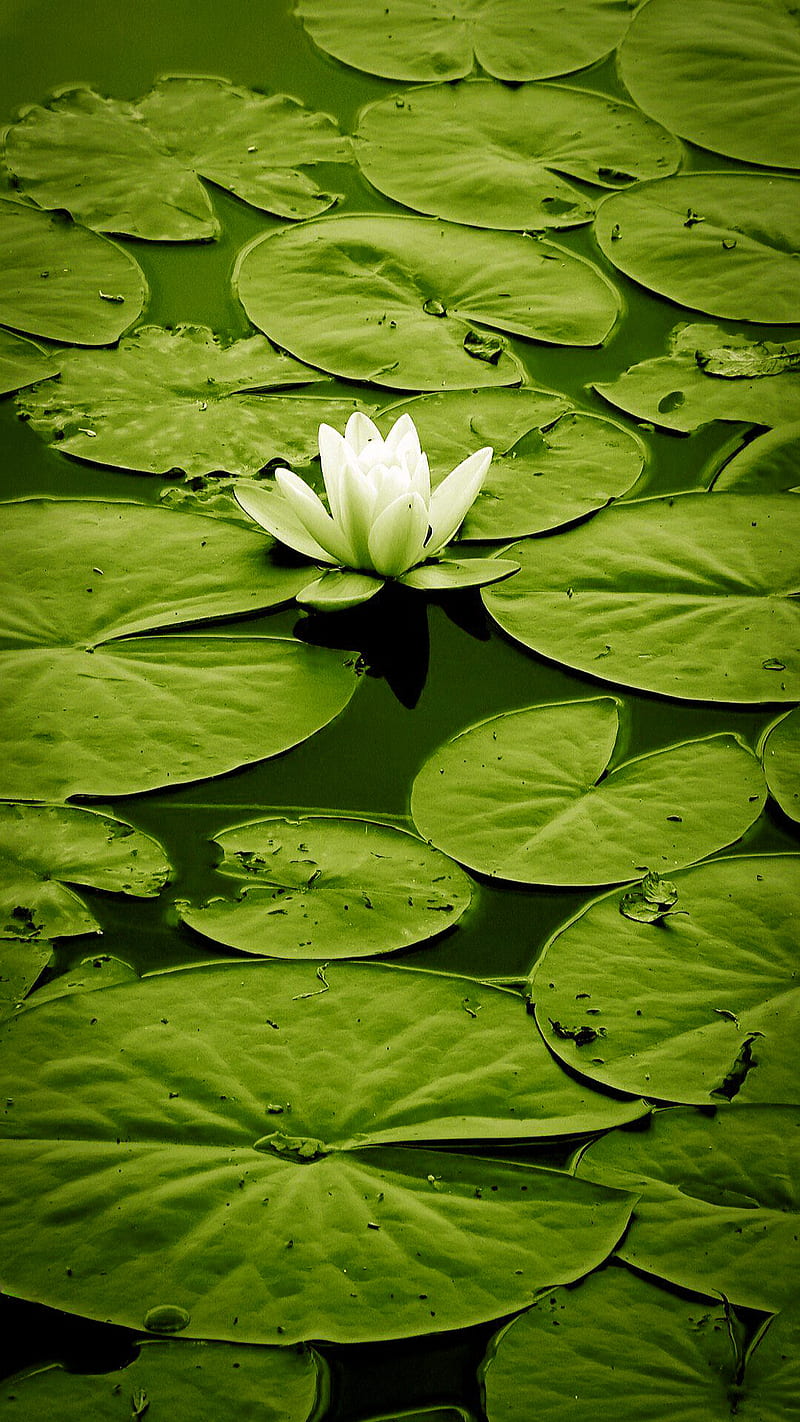 Lotus, flower, leaves, nature, water, white, HD phone wallpaper | Peakpx