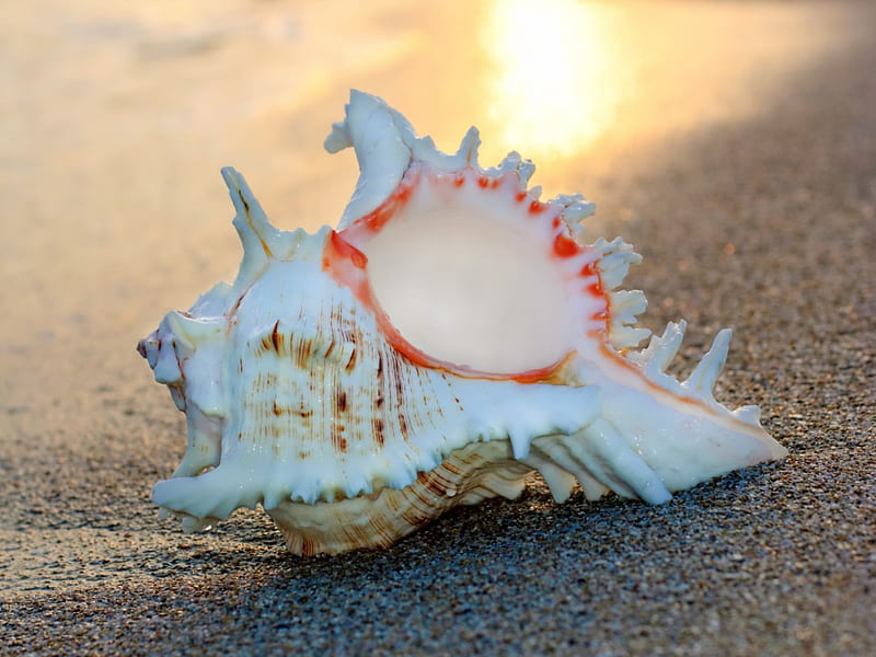 Seashell, beach, sand, shell, sunset, sea, HD wallpaper | Peakpx