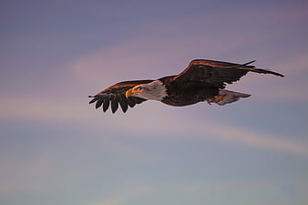 Birds, Bald Eagle, Bird, Bird Of Prey, Wildlife, HD wallpaper