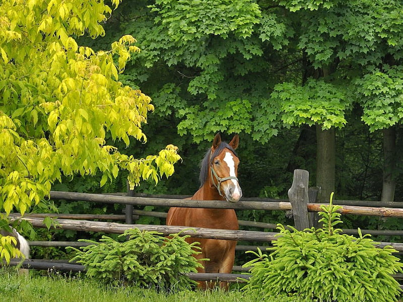 Horse in stable, pretty, fence, forest, lovely, greenery, bonito, trees, horse, nice, green, ride, nature, stable, HD wallpaper