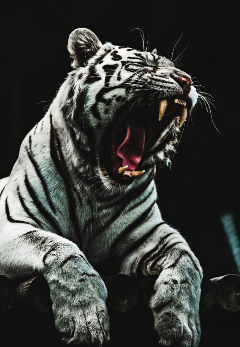 white tiger, roar, tigers, yawn, HD phone wallpaper