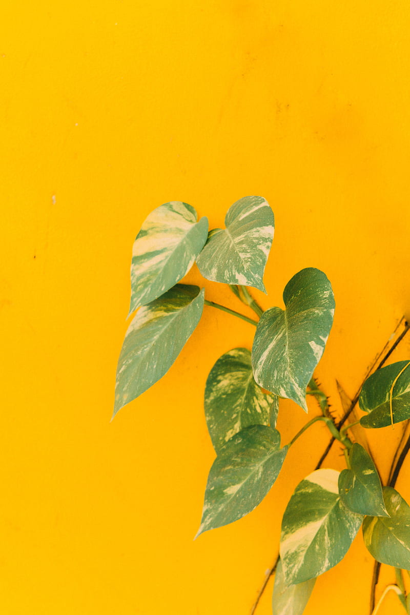 plant, leaves, wall, yellow, minimalism, HD phone wallpaper