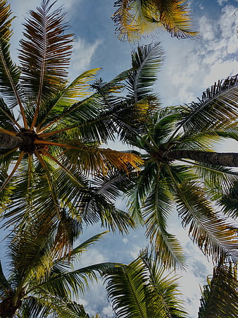 HD nature coconut tree wallpapers | Peakpx