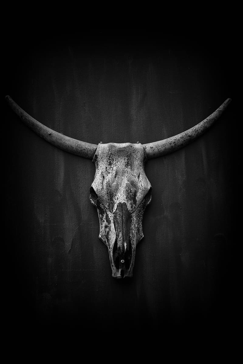 Skull, horns, black and white, HD phone wallpaper | Peakpx