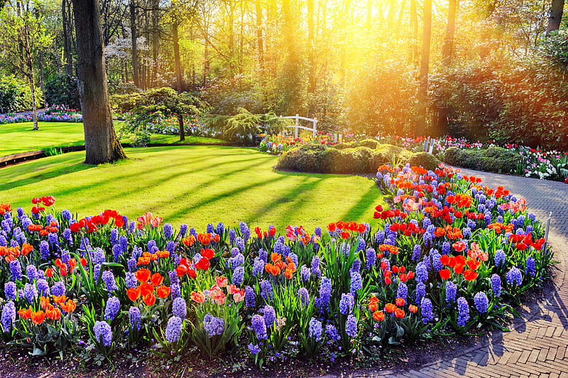 Colorful sunny flowers, colorful, sun, grass, sunny, Keukenhof, park, bonito, spring, trees, rays, Holland, flowers, garden, walk, alley, HD wallpaper