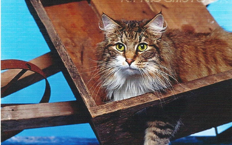 Norwegian forest cat in a wheelbarrow, cute, paws, norwegian forest, cat, wheelbarrow, HD wallpaper