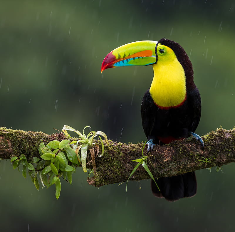 toucan, bird, branch, colorful, exotic, HD wallpaper
