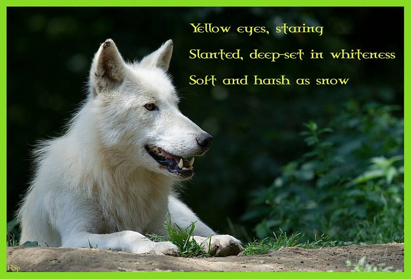 arctic-wolf-poem, lobo, timber, canis lupus, snow, quotes, solitude, wolf, white, friendship canine, lone wolf, HD wallpaper
