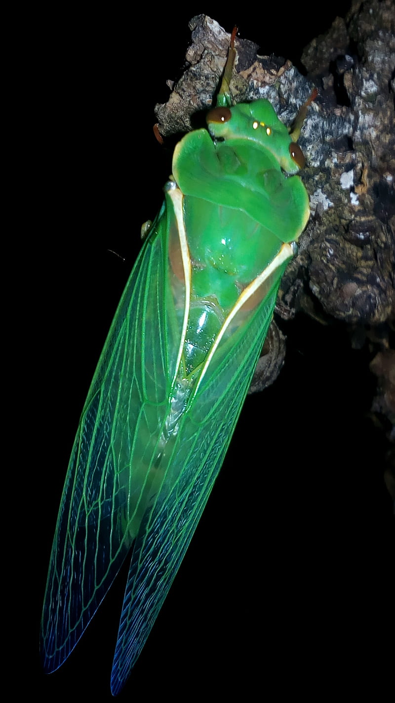 Cicada, australia, bugs, insects, HD phone wallpaper