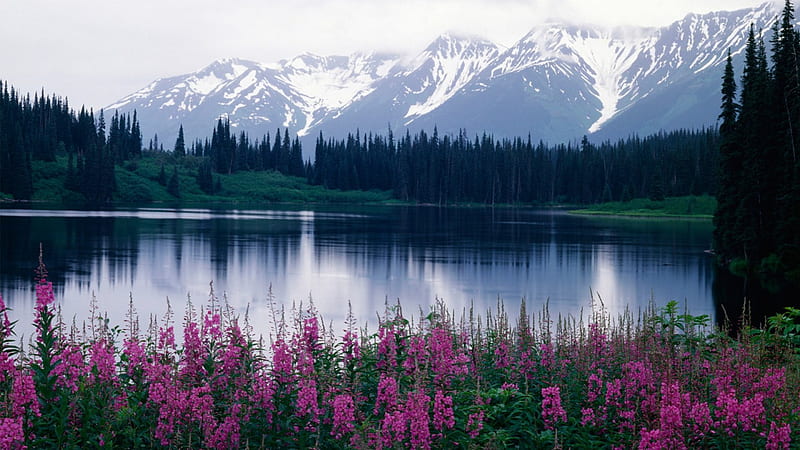 Bell Irving River, forest, trees, steelhead, phlox, Canada, snow, mountains, flowers, river, reflection, fishing, HD wallpaper