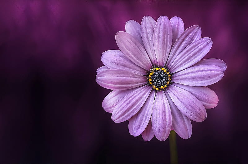Flower, pixabay, purple, pink, HD wallpaper