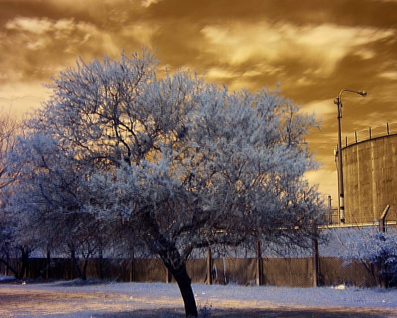 The Tree And The Water Tank, color, tree, graphy, sky, HD wallpaper