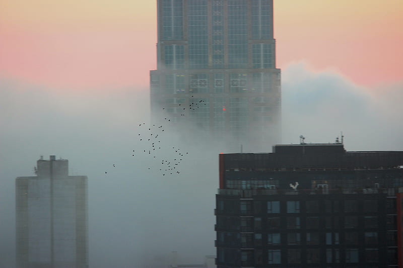 Flock Of Birds Over A Foggy Seattle , birds, graphy, buildings, HD wallpaper