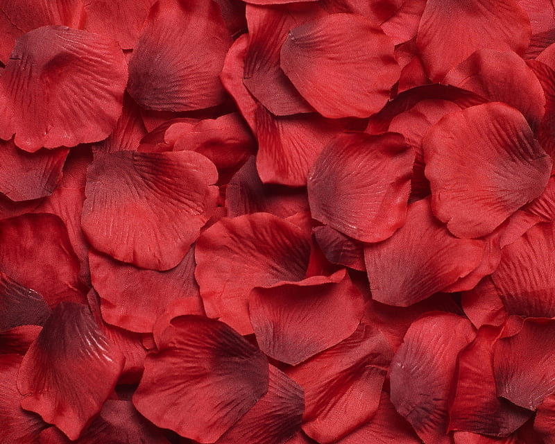 Rose petals, red, bonito, soft, delicate, softness, tenderness, flower ...