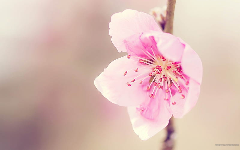 Single pink flower-spring flowers graphy, HD wallpaper