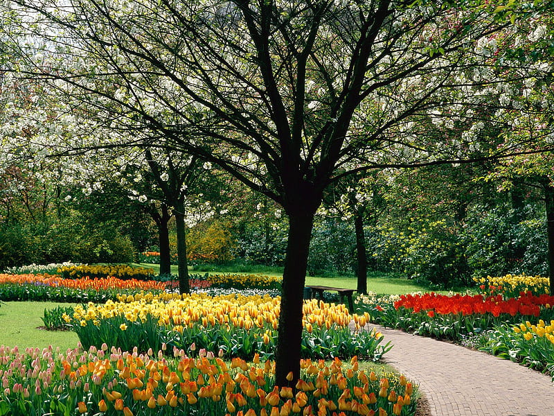 Keukenhof-Holland, garden, park, HD wallpaper