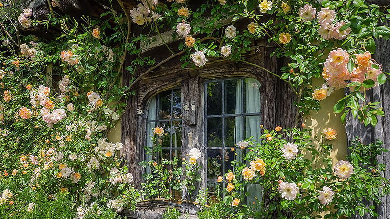 Cottage Window With Plants And Flowers Cottagecore, HD wallpaper