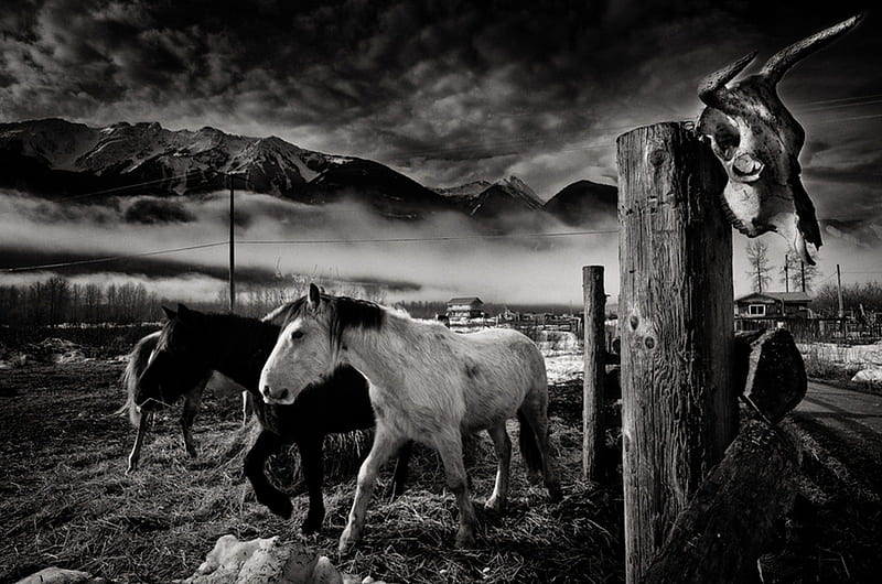 wild west, black and white, west, horses, wild, HD wallpaper