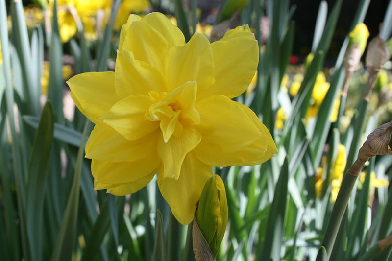 Spring May Flowers 44, graphy, green, daffodils, yellow, garden, Flowers, HD wallpaper