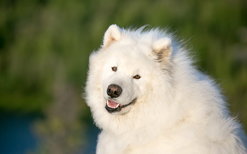 samoyed, white fluffy cute dog, pets, cute animals, green background, dog, HD wallpaper