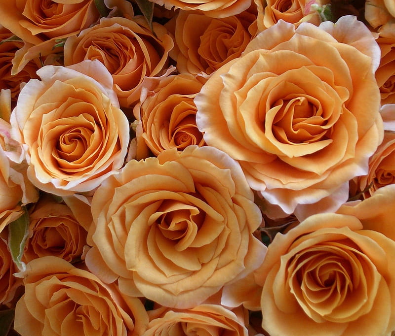 5 GOLDEN GORGEOUS,ROSES, orange, golden, flowers, bonito, roses, HD wallpaper