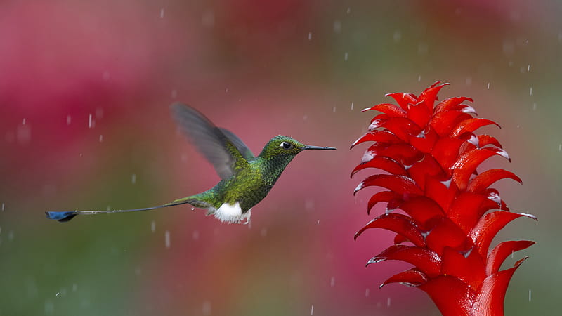 Hummingbird, hummingbird, birds, HD wallpaper