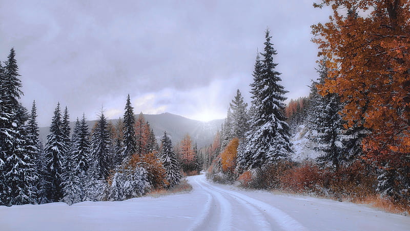 Forest Montana Path Covered With Snow Under Cloudy Sky During Fall Nature, HD wallpaper