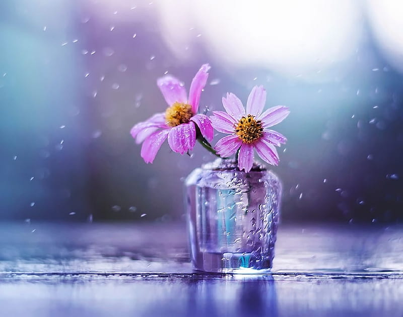 Still Life with Rain, Purple, Jar, rain, Flowers, HD wallpaper | Peakpx
