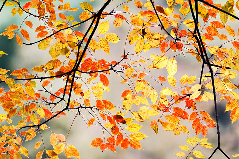 branches, leaves, autumn, macro, HD wallpaper