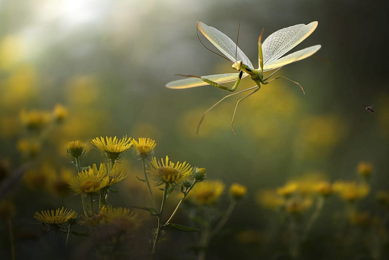 Insects, Praying Mantis, Flower, Insect, Macro, Nature, HD wallpaper