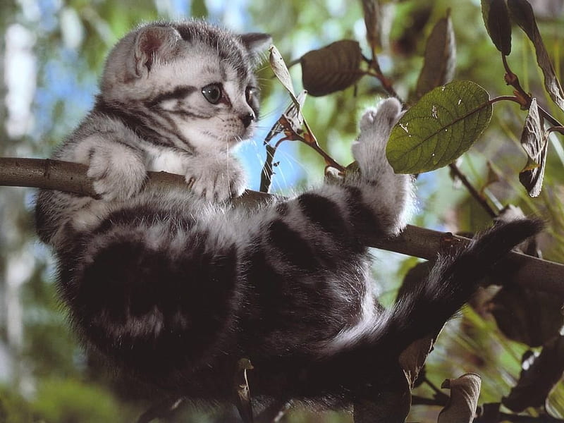 Cat Wound, plushy, background, tails, foal, creates, hatch, nice, multicolor, cottony, wound, wood, claws, ears, breed, cub, cats, white, clutch, stub, bonito, litter, leaves, green, animals, stripes, high, maroon, nest, sitting, branches, kitten, pc, stump, striped, run, play, domestical, marks, pets, trees, sky, cute, cool, feet, awesome, hop, fullscreen, eyes, growth, colorful, mouth, felines, brown, farrow, gray, hair, graphy, young, spots, amazing, nose, playing, view, tail, brood, colors, leaf, fuzzy, pellage, jaws, colours, HD wallpaper