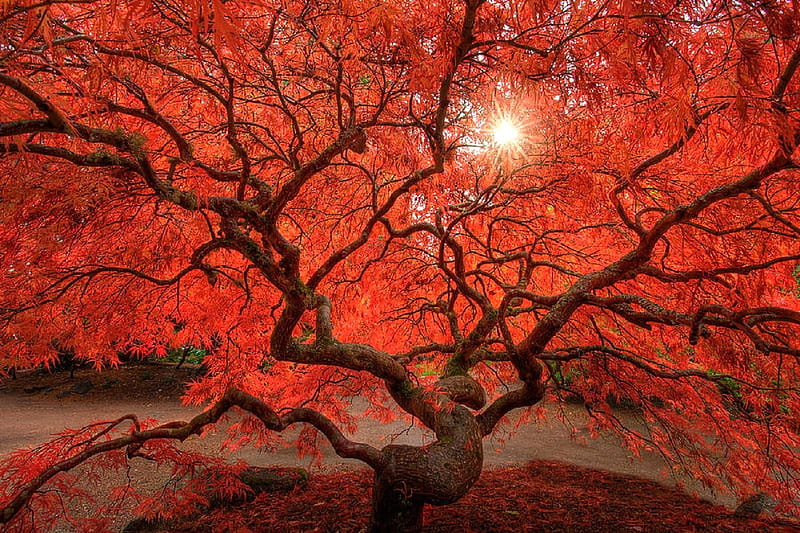 Red Lace, fall season, autumn, maples, colors, love four seasons, attractions in dreams, trees, leaves, graphy, red leaves, japanese garden, HD wallpaper