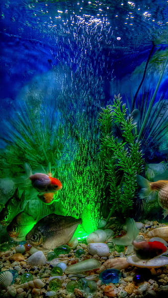 Discover more than 74 anime fish tank decor super hot - in.cdgdbentre