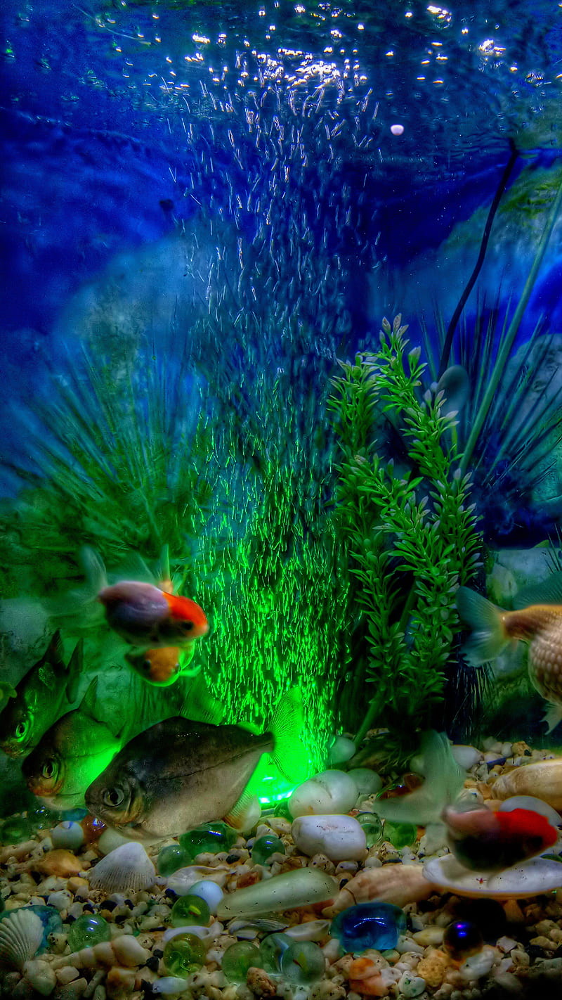 Fish Tank, HD phone wallpaper