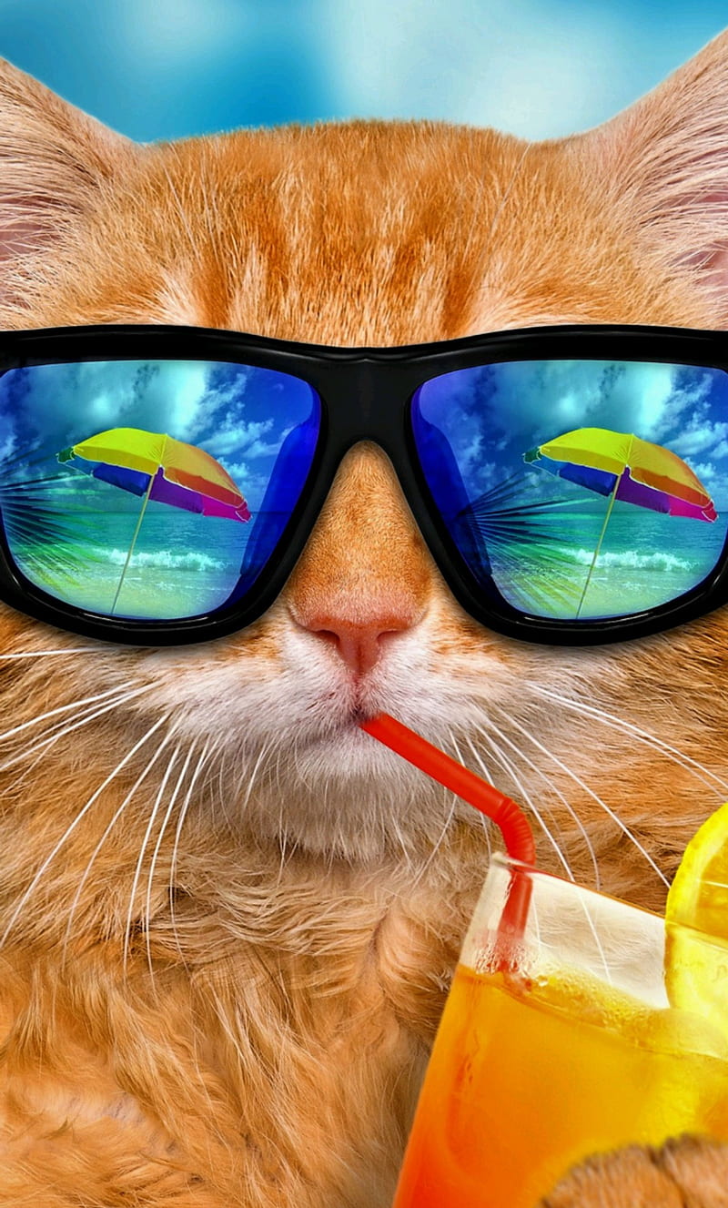 Swag cat, cool, glasses, summer, HD phone wallpaper