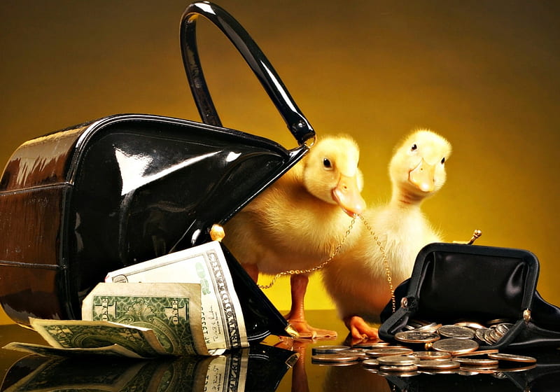 Goldies, money, golden, purse, black, yellow, duck, bird, funny, ducklings, HD wallpaper