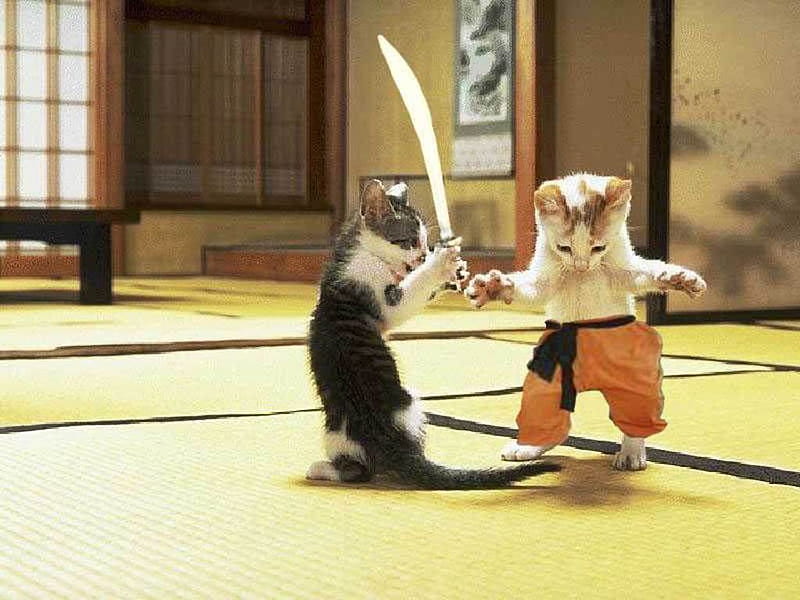 Kung FU CATS, fu, cat, animals, kung, ninja, HD wallpaper
